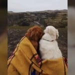 World's Funniest Animals: Valentine's Day