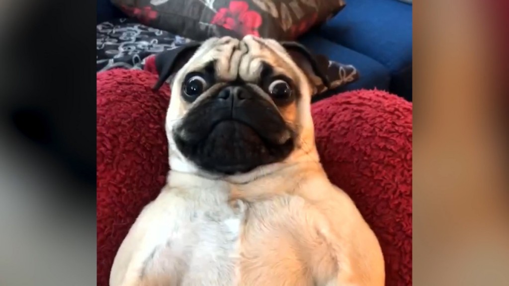 World's Funniest Animals: Valentine's Day