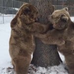 World's Funniest Animals: Valentine's Day