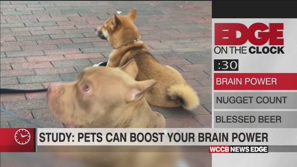 Having A Pet Can Be Good For Your Brain