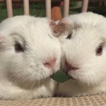 World's Funniest Animals: Valentine's Day
