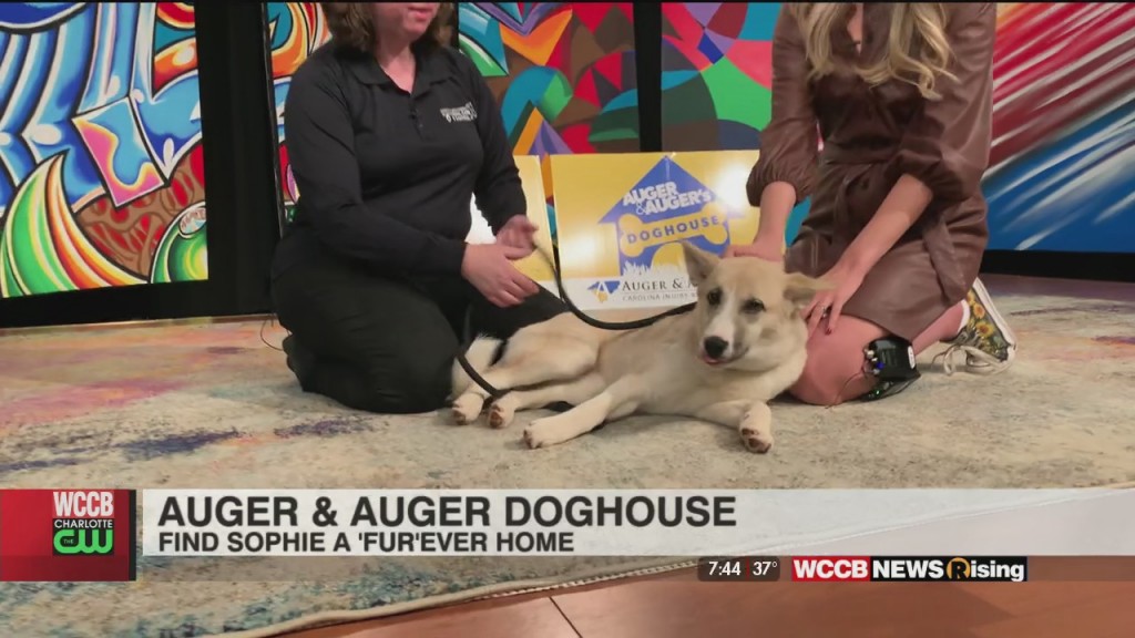 Auger & Auger's Doghouse: Meet Sophie