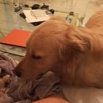 World's Funniest Animals: Valentine's Day