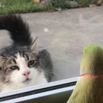 World's Funniest Animals: Valentine's Day
