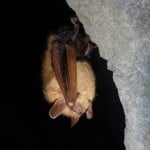 Tricolored Bat Photographer Katherine Etchison