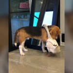 World's Funniest Animals: National Puppy Day Special