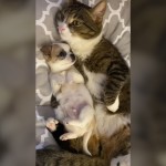 World's Funniest Animals: National Puppy Day Special