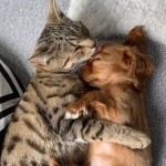 World's Funniest Animals: National Puppy Day Special