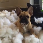 World's Funniest Animals: National Puppy Day Special
