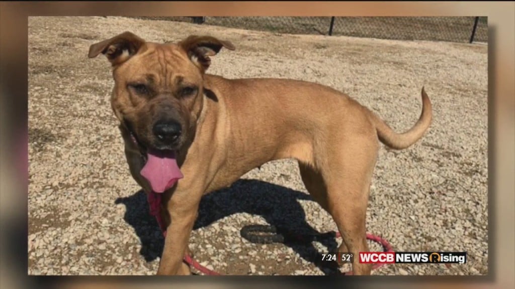 Auger & Auger's Doghouse: Meet Uri