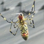 Joro Spider4