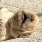 World's Funniest Animals: National Puppy Day Special