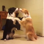 World's Funniest Animals: National Puppy Day Special