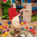 World's Funniest Animals: National Puppy Day Special