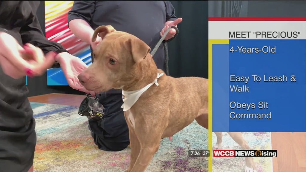 Auger & Auger's Doghouse: Meet Precious!