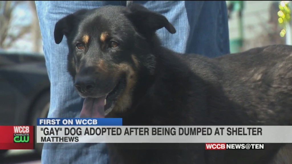 Update: “gay” Dog Dumped At Shelter Gets Adopted By Charlotte Area Gay Couple