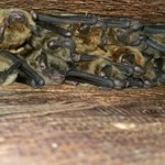 425500p6635ednmainimg Big Brown Bats Johnny Wills