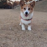 World's Funniest Animals: National Puppy Day Special