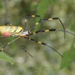 Joro Spider2
