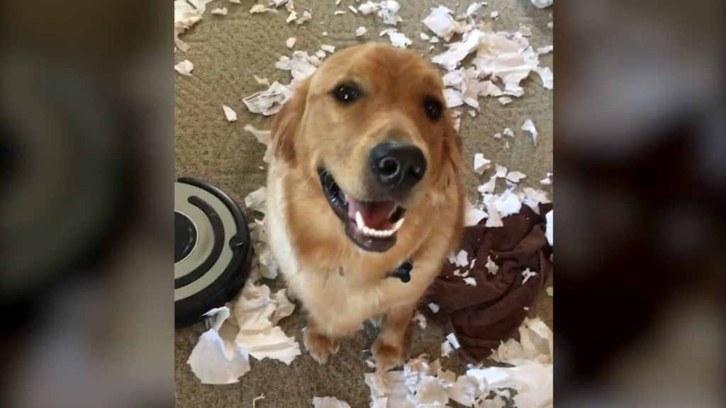 World's Funniest Animals: National Puppy Day Special