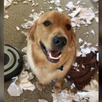 World's Funniest Animals: National Puppy Day Special