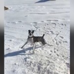 World's Funniest Animals: National Puppy Day Special