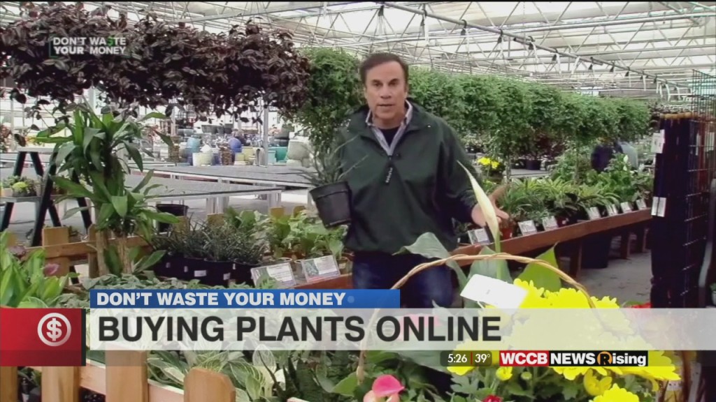 Don't Waste Your Money: Buying Plants Online