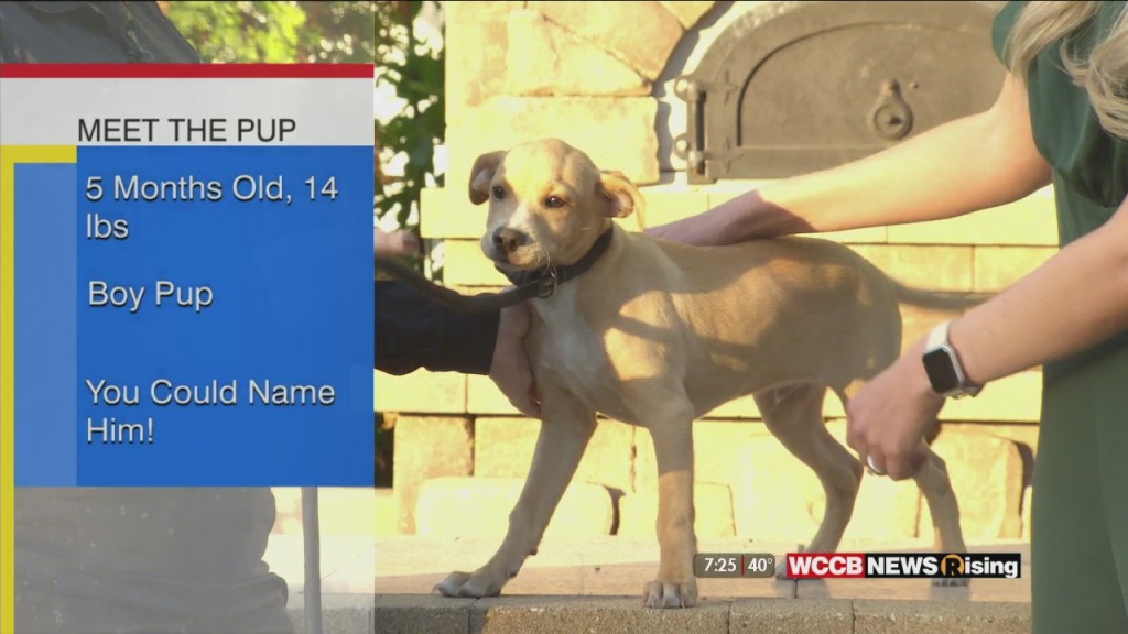 Auger & Auger's Doghouse: Meet The Pup!