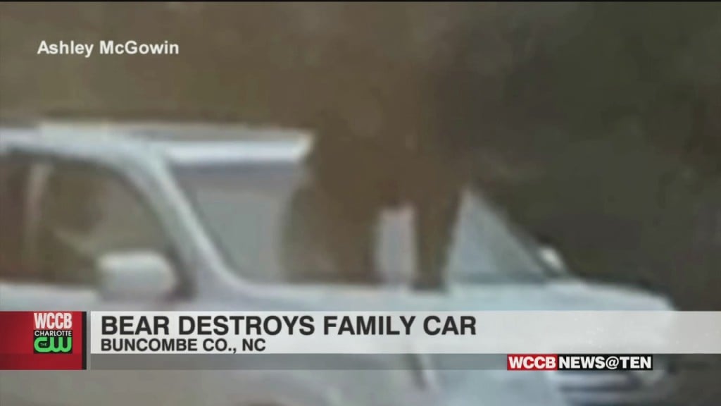 Bear Destroys Familys Car
