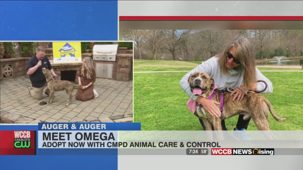 Auger & Auger's Doghouse: Meet Omega!