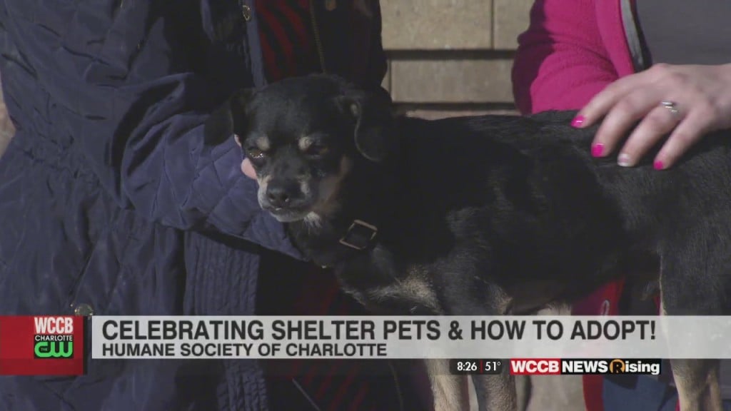 Adopt Today With The Humane Society Of Charlotte