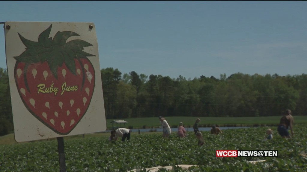 Strawberry Picking Season Officially Underway Across The Carolinas