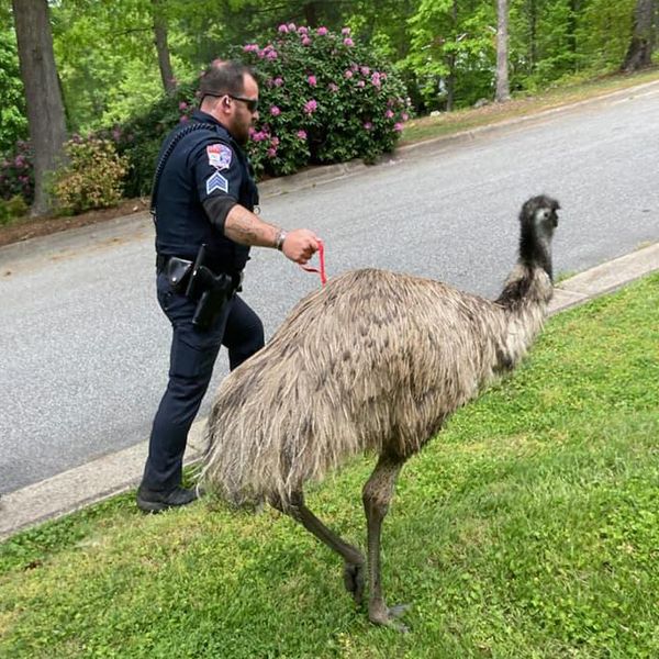 Kevin The Emu 1
