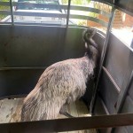 Kevin The Emu 2