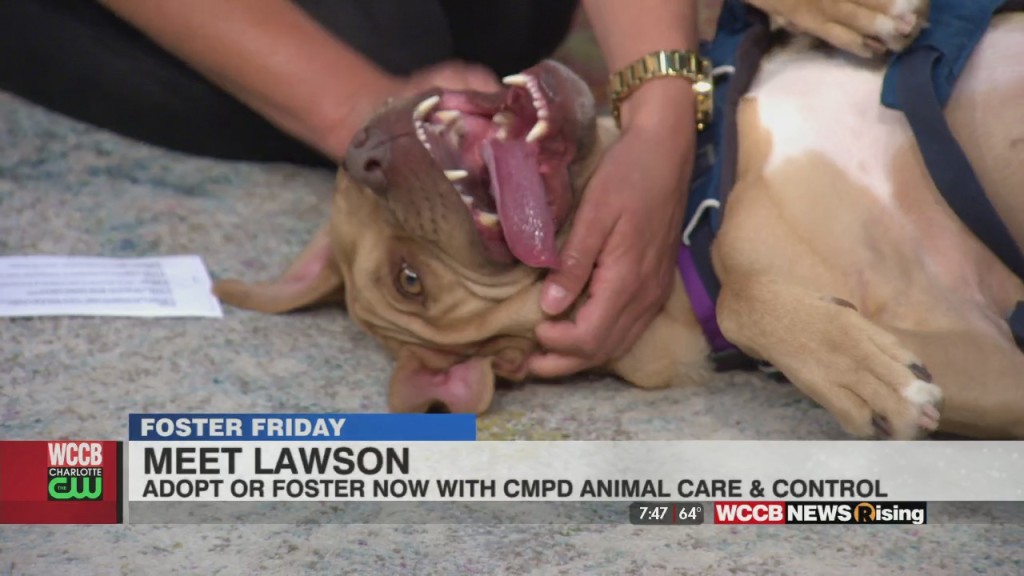 Foster Friday: Give Lawson A Loving Home