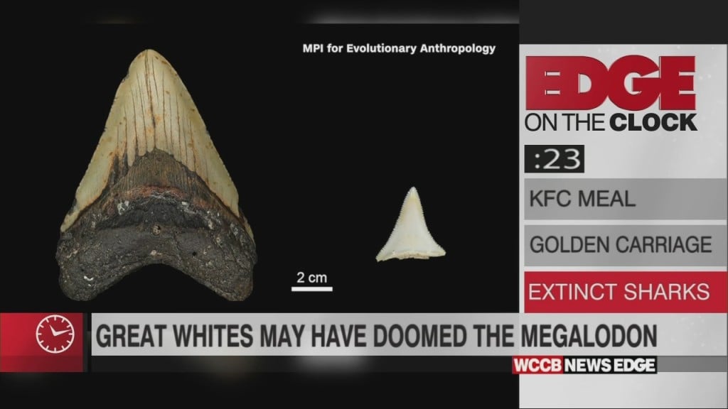 Edge On The Clock: Scientists Explain Why Megalodons Went Extinct