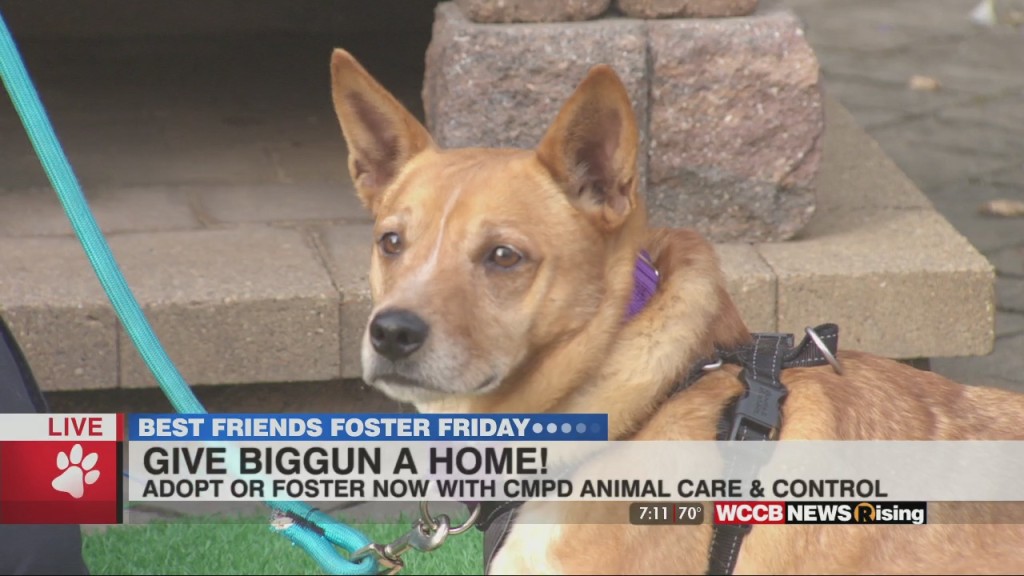 Foster Friday: Give Biggun A Loving Home
