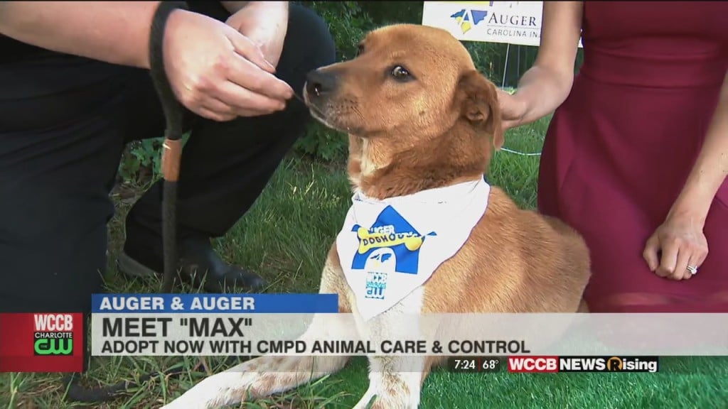 Auger & Auger's Doghouse: Meet Max