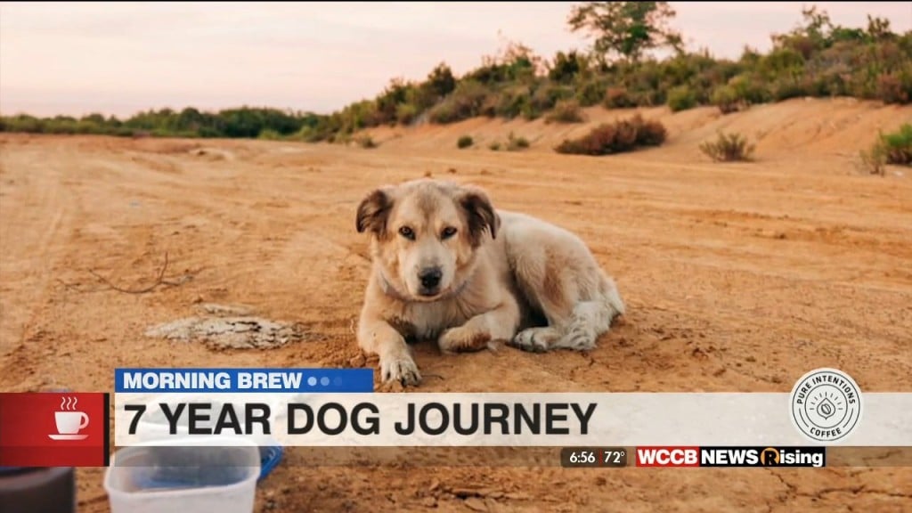 Morning Brew: Dog Walks Across The World + New Colorado Pen Pal Program Allows Children To Write To Animals
