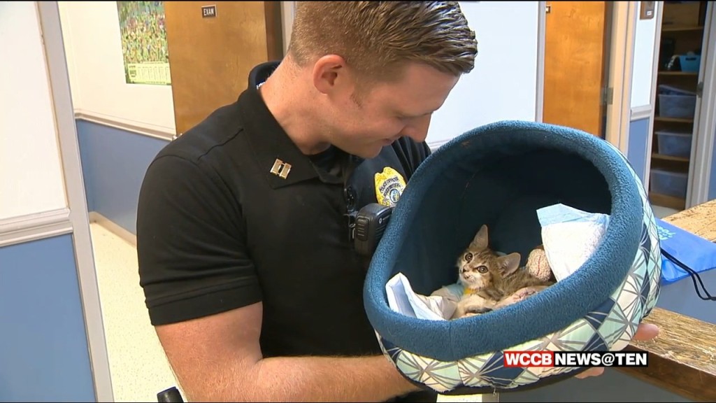 Cop Rescues Kitten