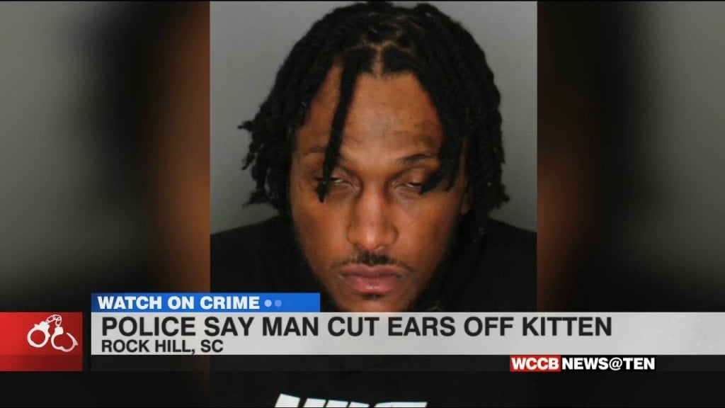 Man Arrested After Mutilating A Kitten