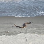 Snake