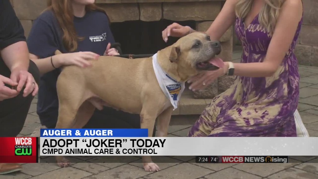 Auger & Auger Doghouse: Adopt Joker Today