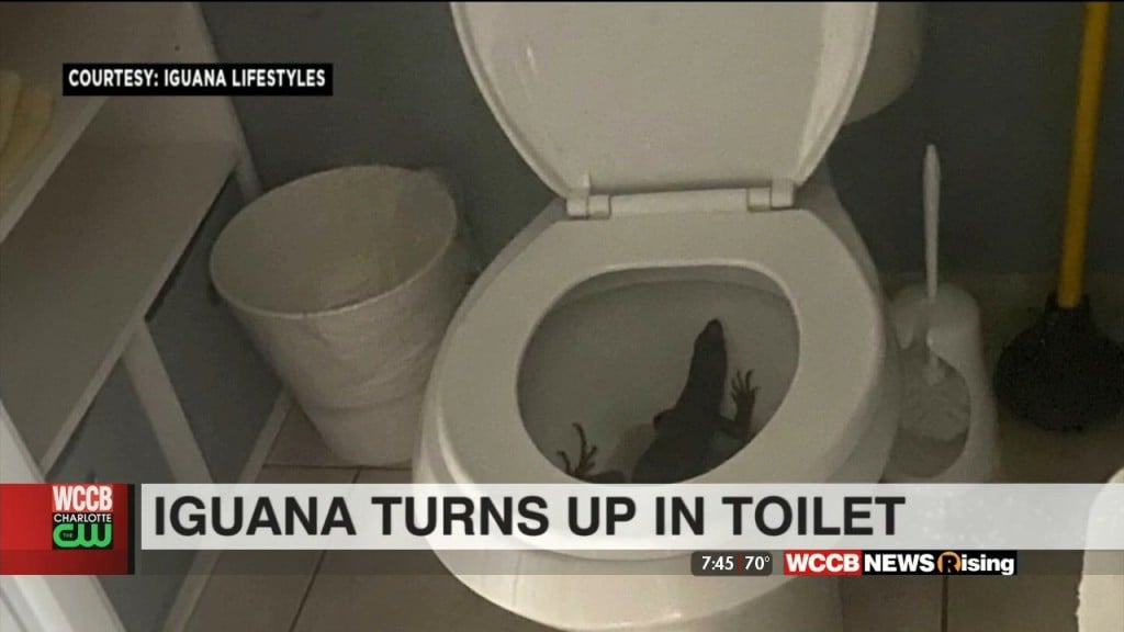 Iguana Turns Up In Toilet