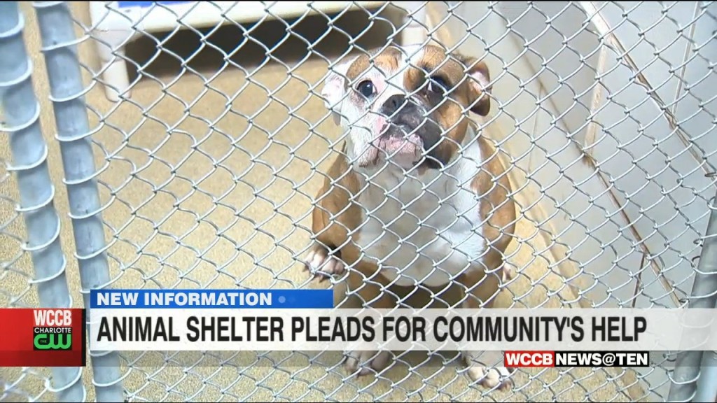 Charlotte Mecklenburg Animal Shelter Almost Full, Waives Adoption Fees Through July