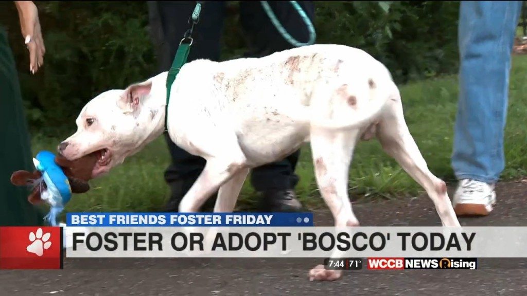 Foster Friday: Meet Bosco