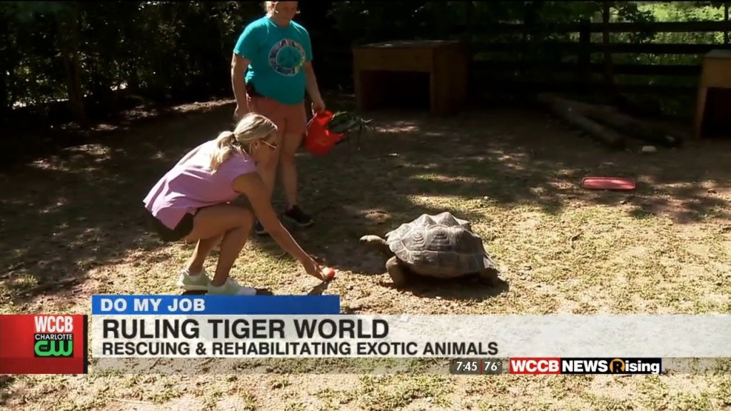 Do My Job: Tiger World