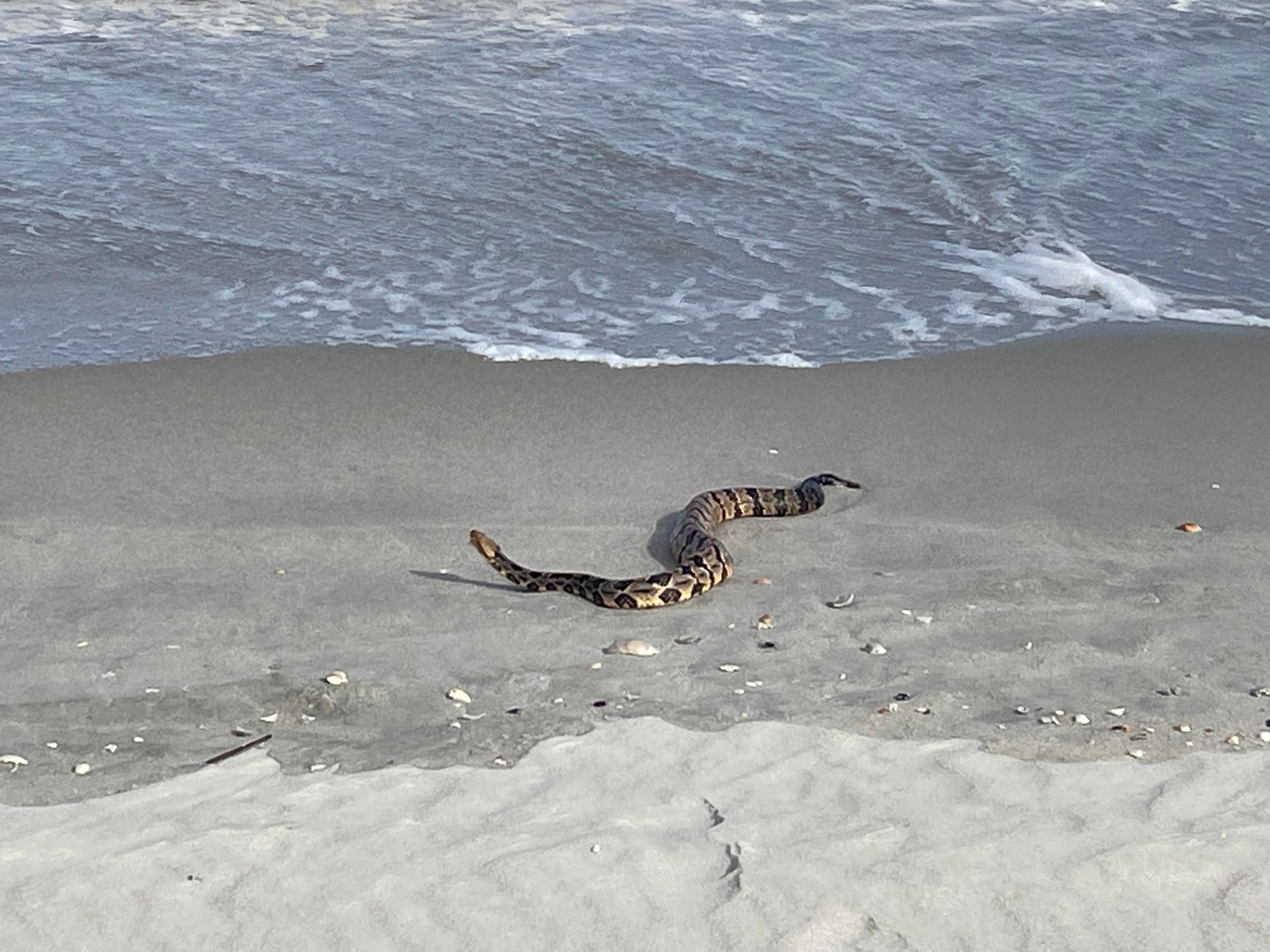 Rattlesnake In The Surf In Myrtle Beach WCCB Charlotte's CW