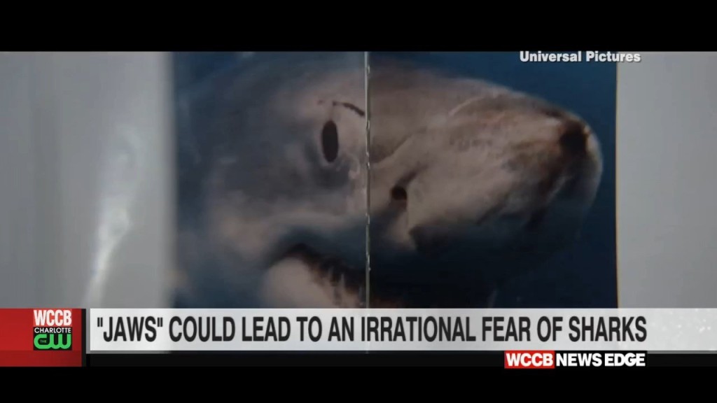 Scientists Say Jaws Movie Created Irrational Fear Of Sharks