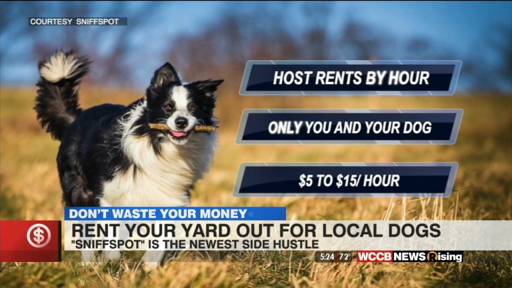 Don't Waste Your Money: Renting Out Backyards To Dogs